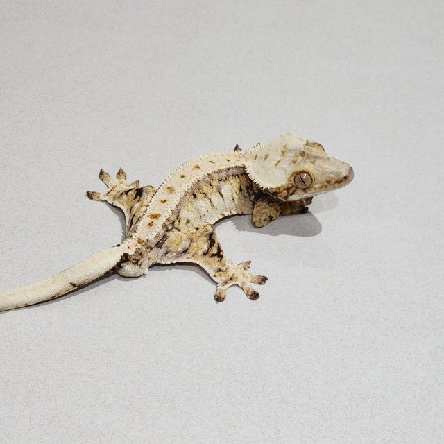 Zengex Tri Drippy White Spot