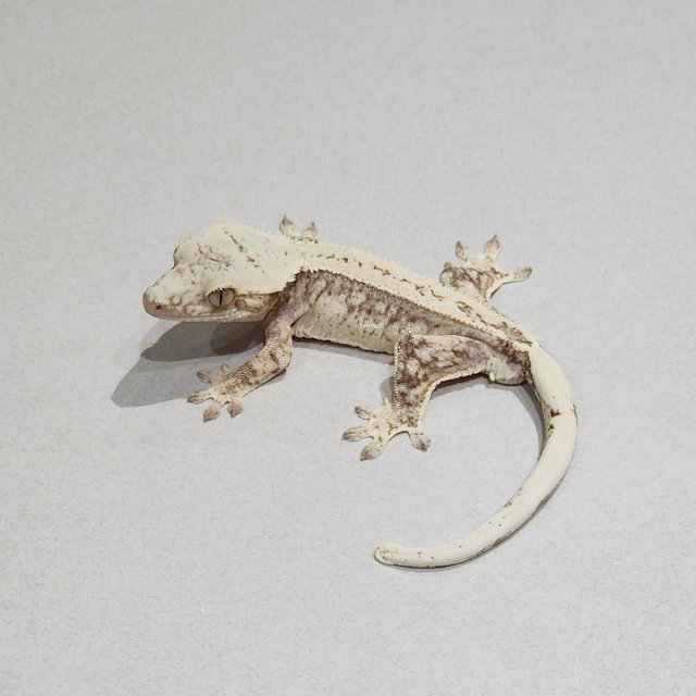 Full Pinstripe Drippy White Spot