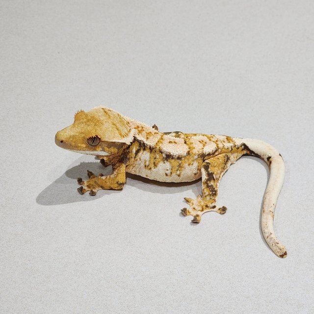 Extreme Harlequin Tri White Crown White Spot Drippy