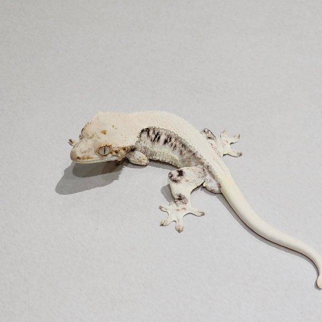 Zengex Solid Back Panda Lilly White