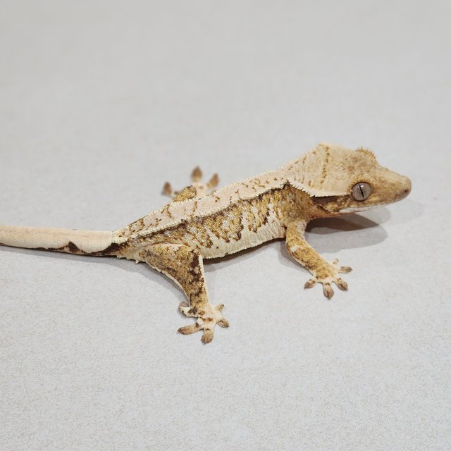 Tri Extreme Harlequin White Spot
