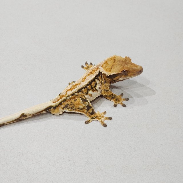 화이트핀 트라이 익스트림할리퀸 화이트스팟 드리피