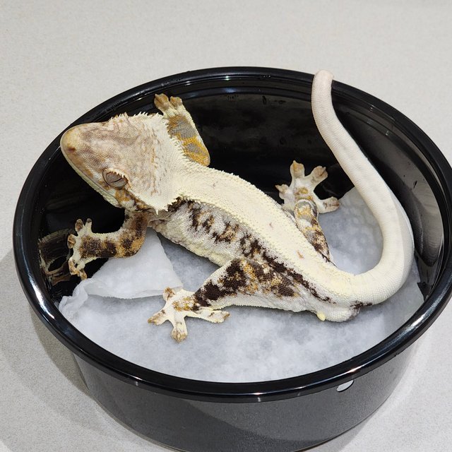 트라이 릴리화이트