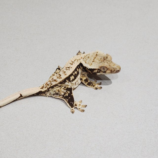 Drippy Quad White Spot White Pin