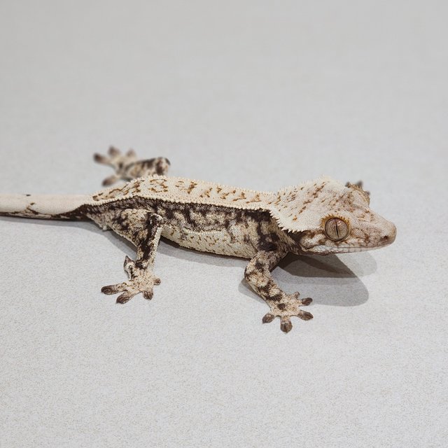 Full Pinstripe Drippy Quad White Spot
