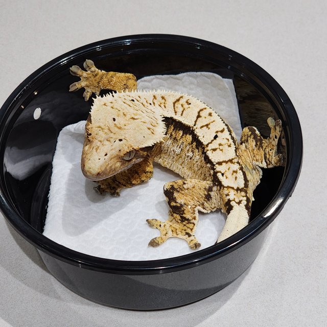 트라이 익스트림할리퀸 화이트스팟