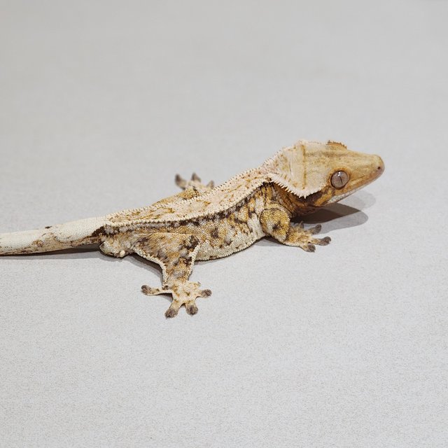 풀핀 드리피 트라이 화이트스팟 화이트크라운 익스트림할리퀸