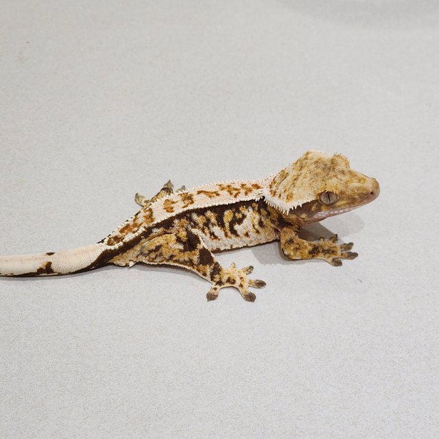 White Crown Tri Extreme Harlequin