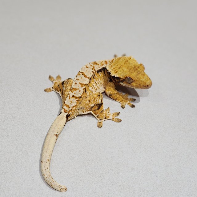 트라이 익스트림할리퀸 화이트핀