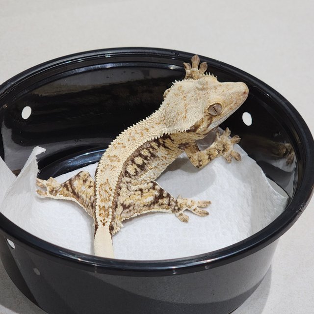 Drippy Quad White Spot