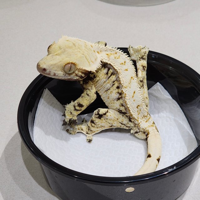 드리피 화이트스팟 화이트크라운