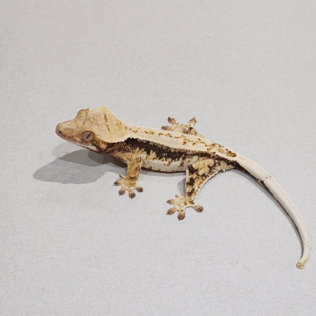 드리피 화이트스팟