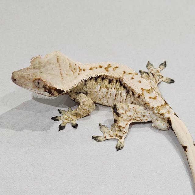 Drippy White Spot Zengex