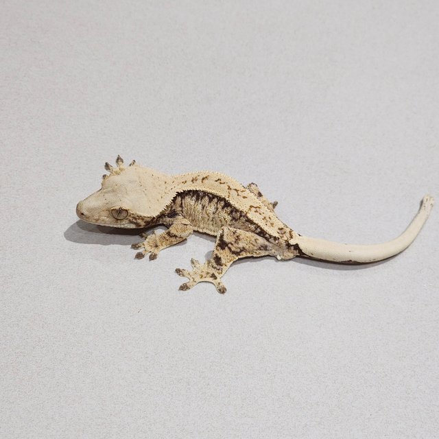 Drippy Tri Extreme Harlequin White Spot