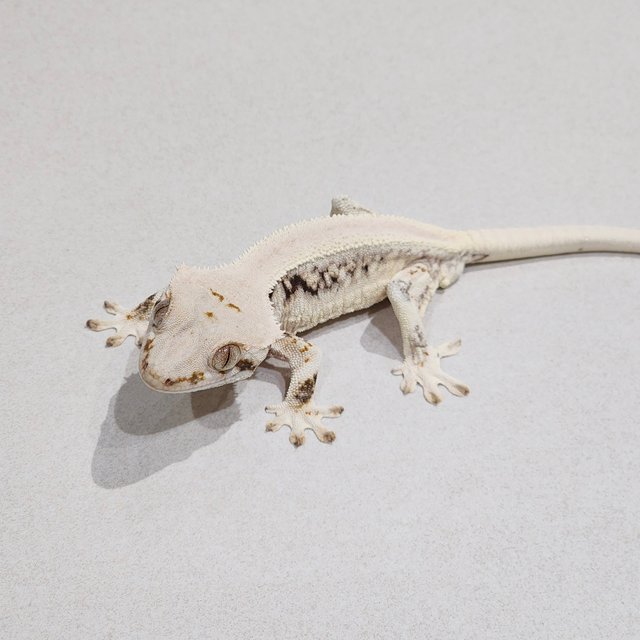 Zengex Lilly White Panda Solid Back