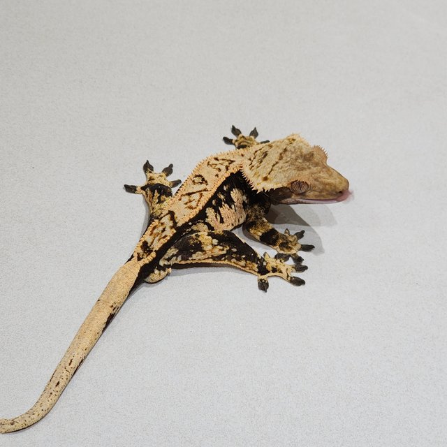 Tri Extreme Harlequin White Pin