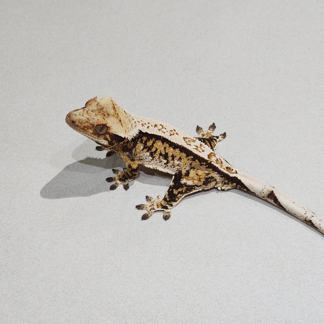 White Pin Tri Extreme Harlequin