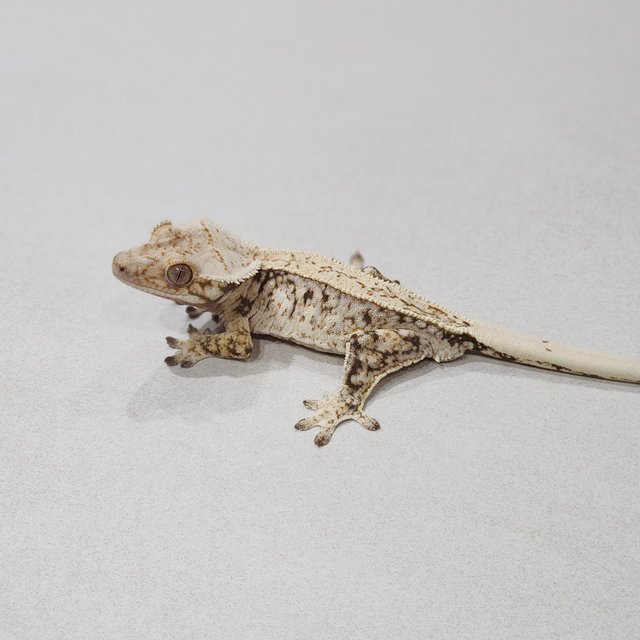 White Spot Drippy Full Pinstripe