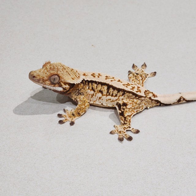 Tri Quad White Crown White Spot