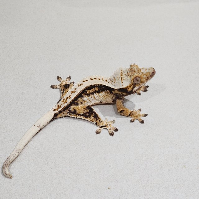 풀핀 드리피 트라이 익스트림할리퀸