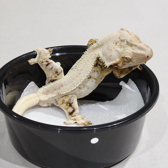 노멀 드리피 화이트스팟 솔리드백