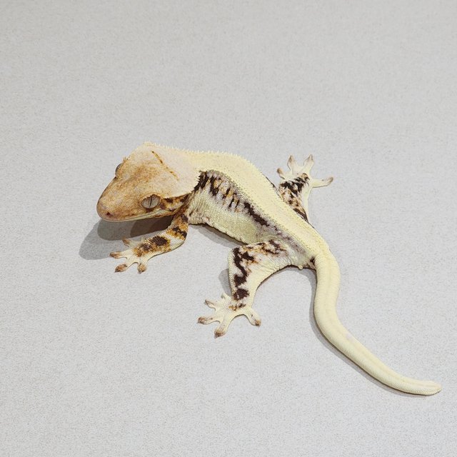 Solid Back Lilly White