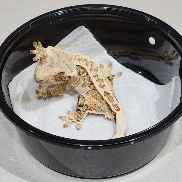 풀핀 드리피 화이트크라운 화이트핀 화이트스팟