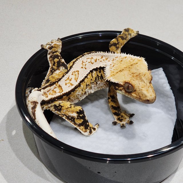 White Crown White Pin Tri Extreme Harlequin Drippy