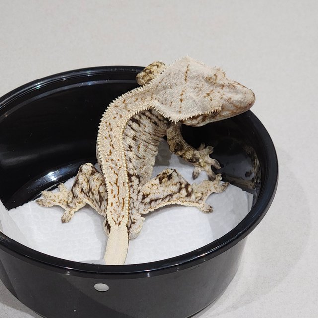 Full Pinstripe Drippy White Spot