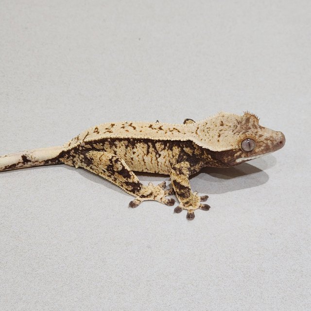Tri Extreme Harlequin White Spot