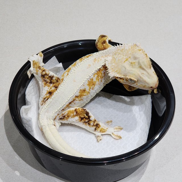 트라이 릴리화이트 솔리드백