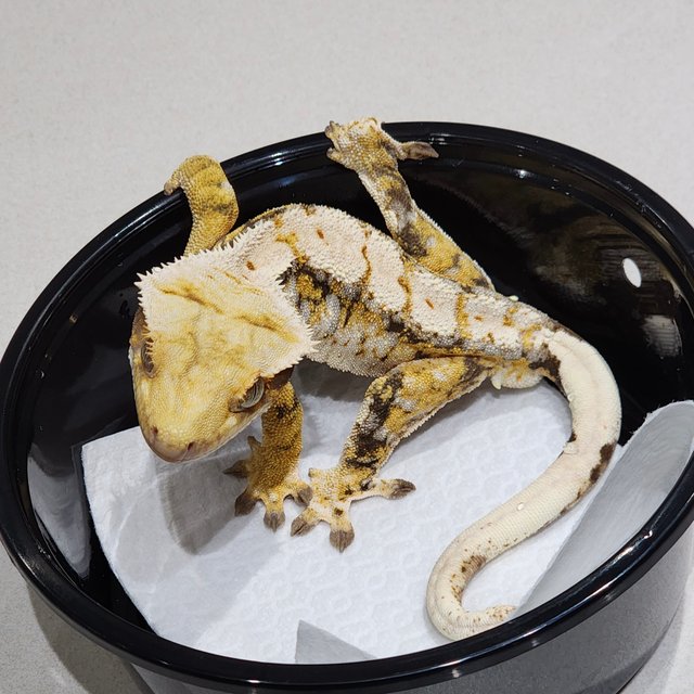 White Crown Tri Drippy White Spot Extreme Harlequin