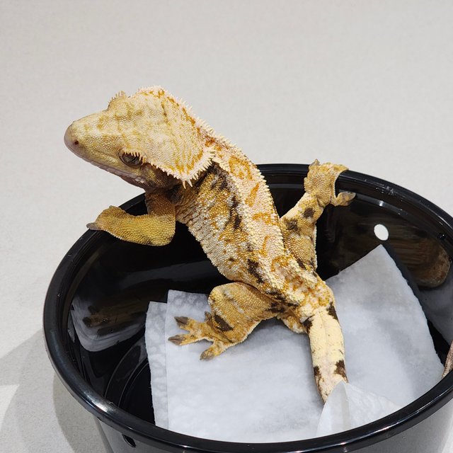 화이트핀 트라이 익스트림할리퀸 드리피 화이트스팟