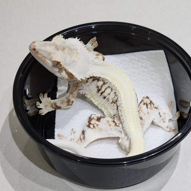 솔리드백 릴리화이트