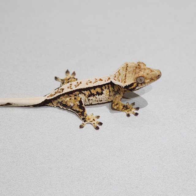 Tri Extreme Harlequin