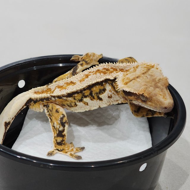 Tri White Spot Drippy White Pin Extreme Harlequin