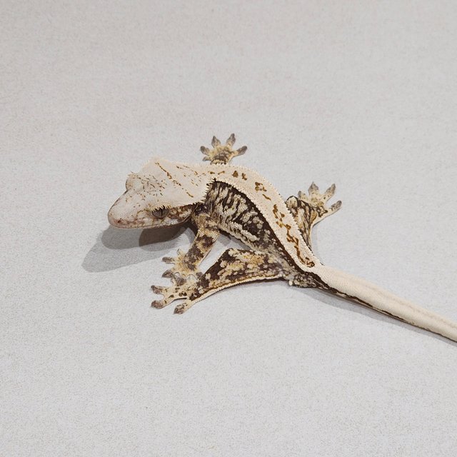 Full Pinstripe Quad White Spot