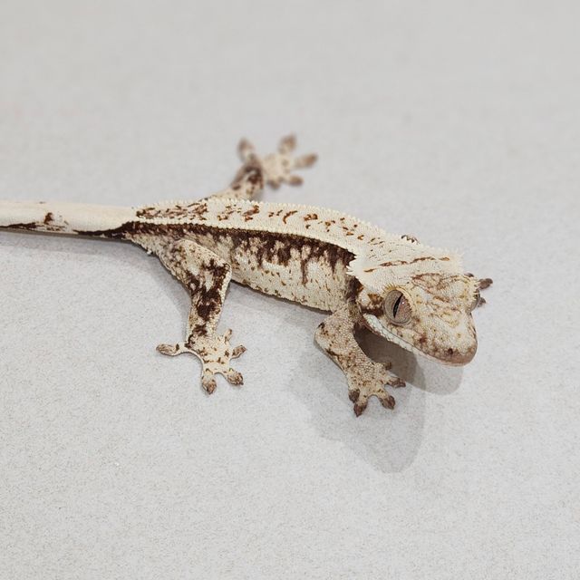 풀핀 드리피 화이트스팟 젠젝스