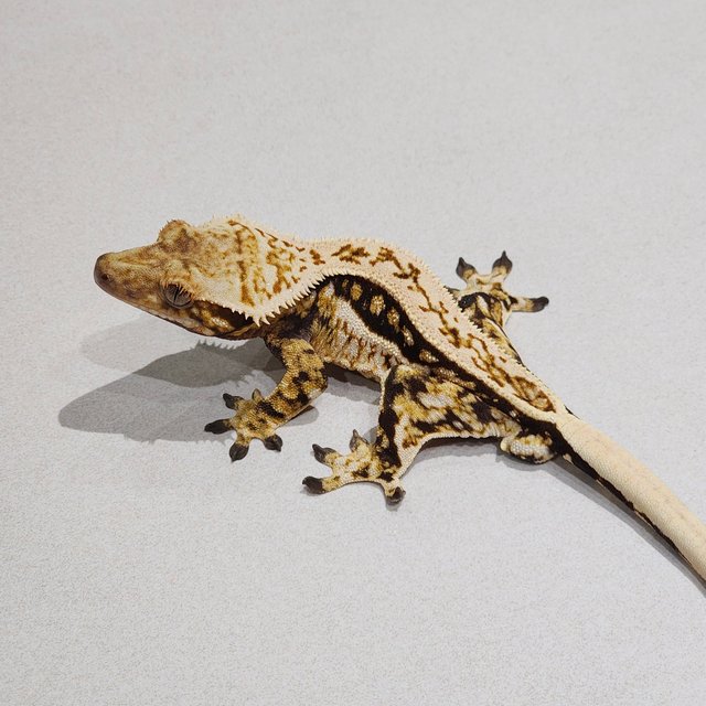 풀핀 트라이 쿼드 화이트핀 젠젝스