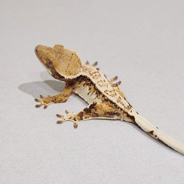 Tri Drippy White Spot White Pin White Crown Extreme Harlequin