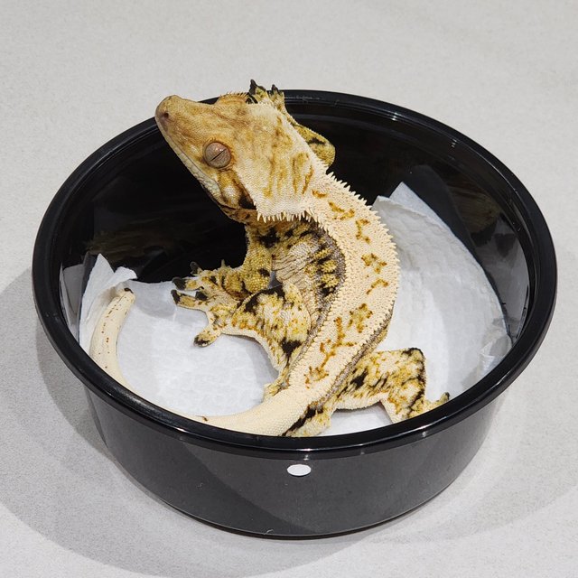 풀핀 드리피 트라이 쿼드 화이트스팟 화이트크라운