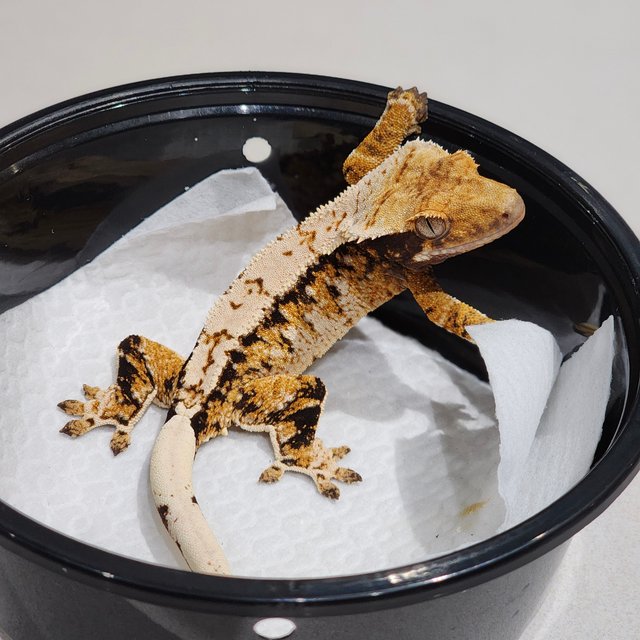 White Crown Tri Extreme Harlequin Drippy White Pin White Spot