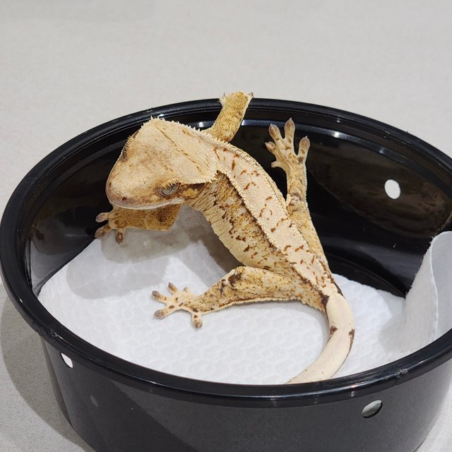 Tri Extreme Harlequin White Spot