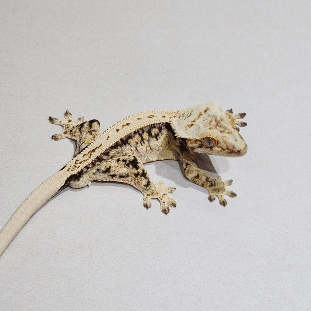 풀핀 드리피 화이트스팟