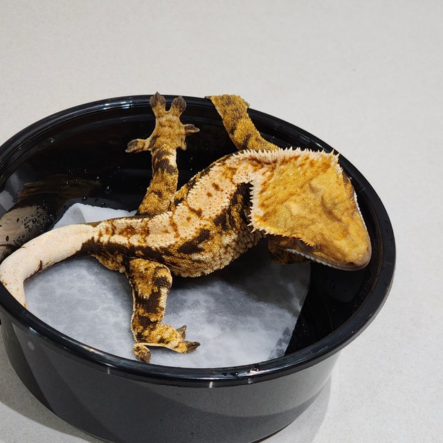 화이트크라운 트라이 익스트림할리퀸