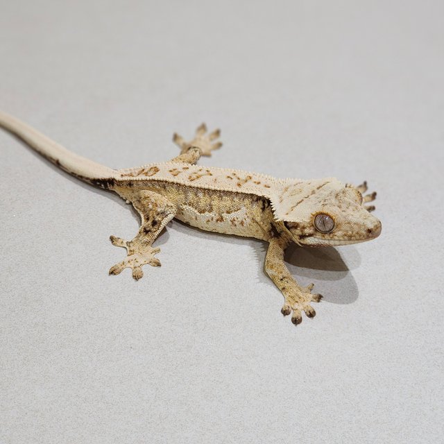 Full Pinstripe Drippy White Spot Quad