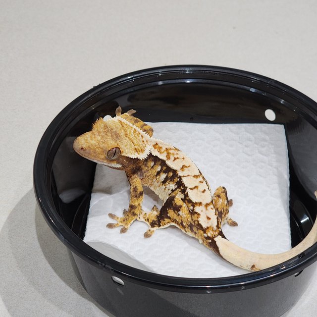 Extreme Harlequin Tri White Spot White Crown