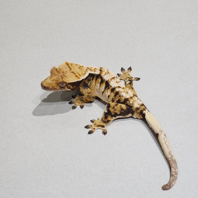 Tri Extreme Harlequin