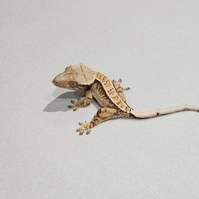 화이트스팟 트라이 익스트림할리퀸