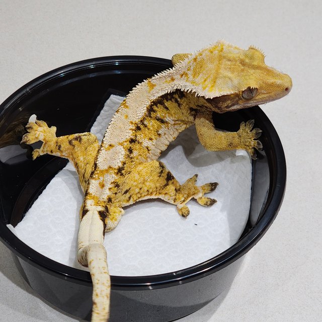 화이트크라운 트라이 익스트림할리퀸 화이트핀